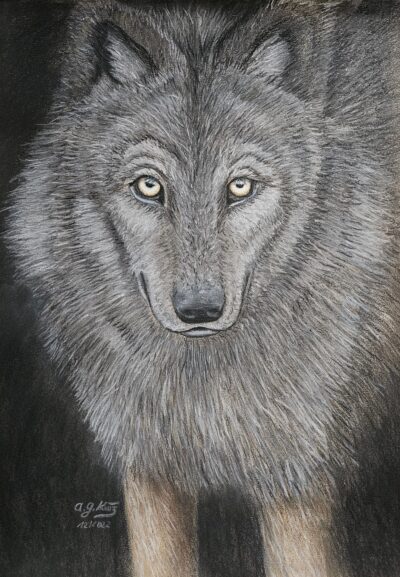 AGKunz-t - Wolf bei Nacht